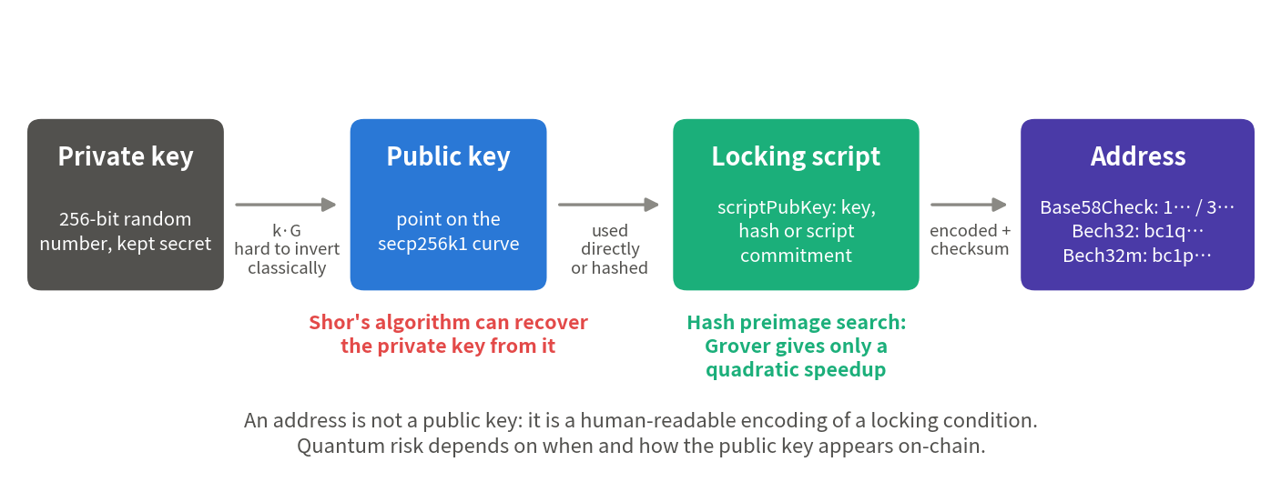 Flowchart: a private key yields a public key via elliptic-curve multiplication; the public key is placed directly or hashed into a locking script, which is encoded as a Base58Check, Bech32 or Bech32m address. Annotations: Shor's algorithm can recover the private key from the public key; hash preimage search gains only a quadratic Grover speedup.